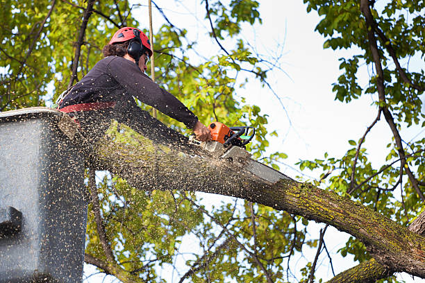 Best Tree Risk Assessment  in Arvada, CO